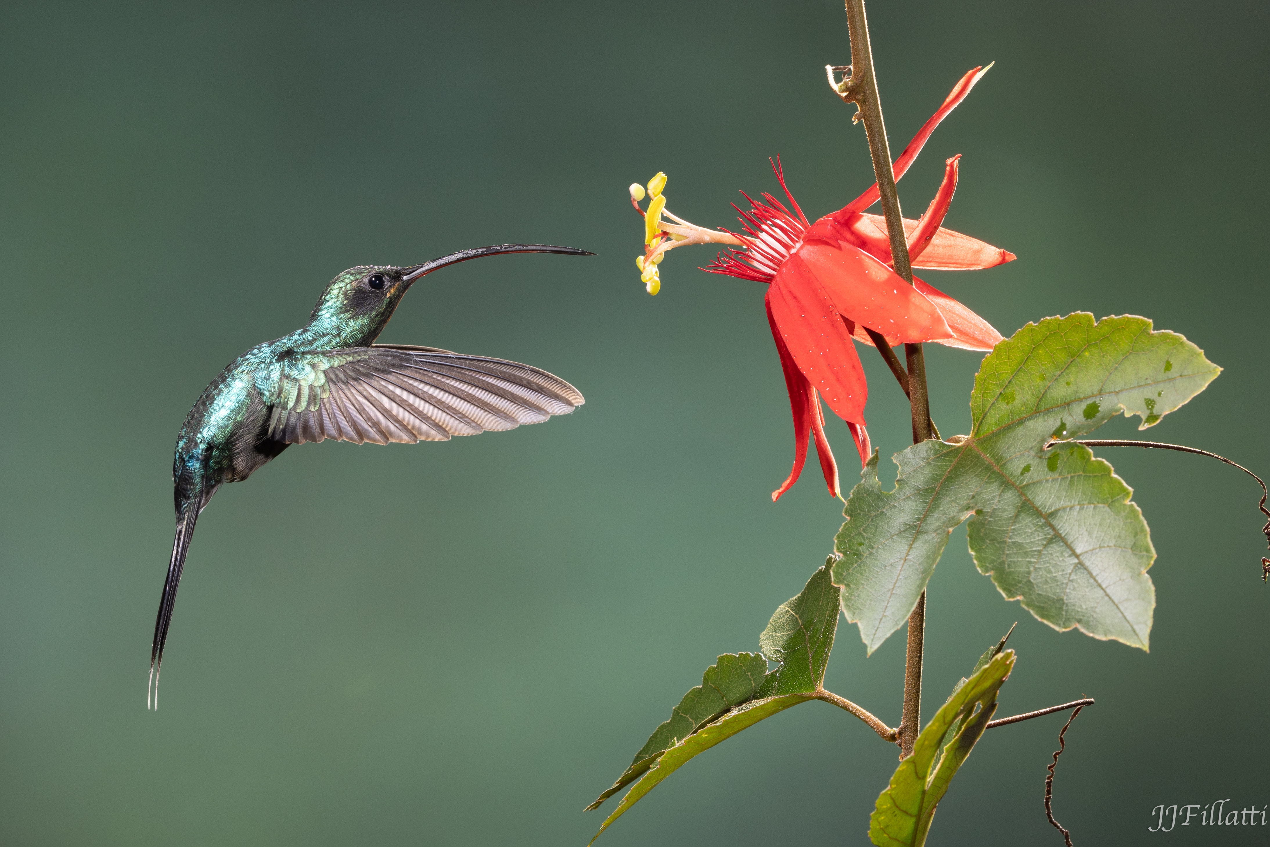 bird of Costa Rica image 19